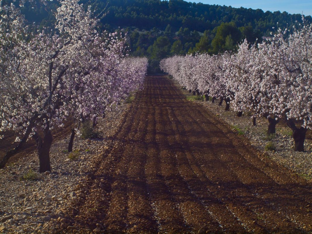 Bajo Aragon almond grove